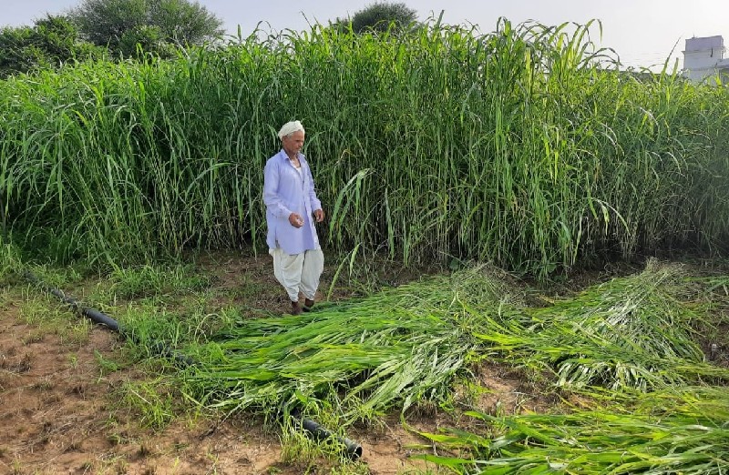 વાઢવારી જુવારનુ...