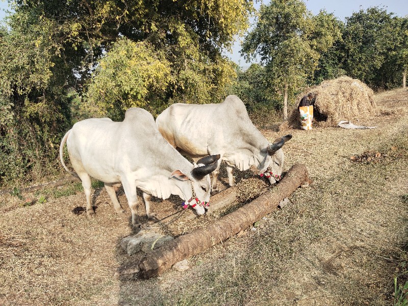 બળદ