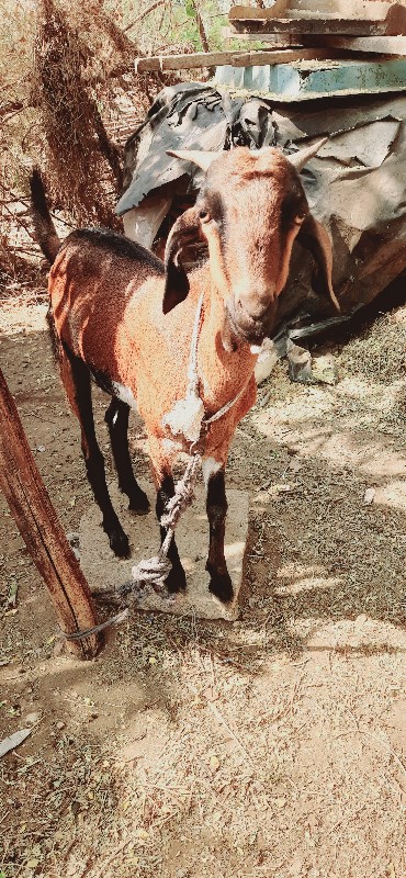 બકરા વેચવાના છે