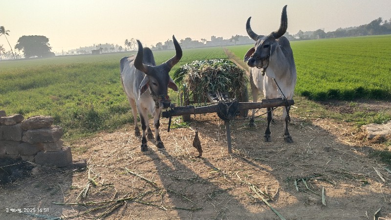 બળદ વેચવા ના છે