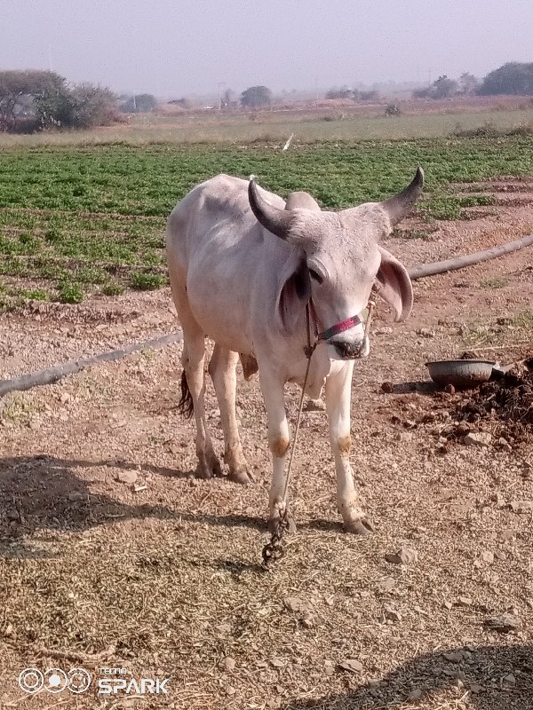 વેચવાનુછે