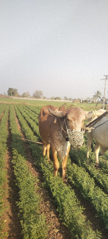 બળદ