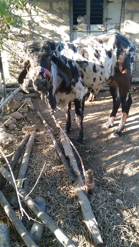 હોડકી વેચવાની છ...