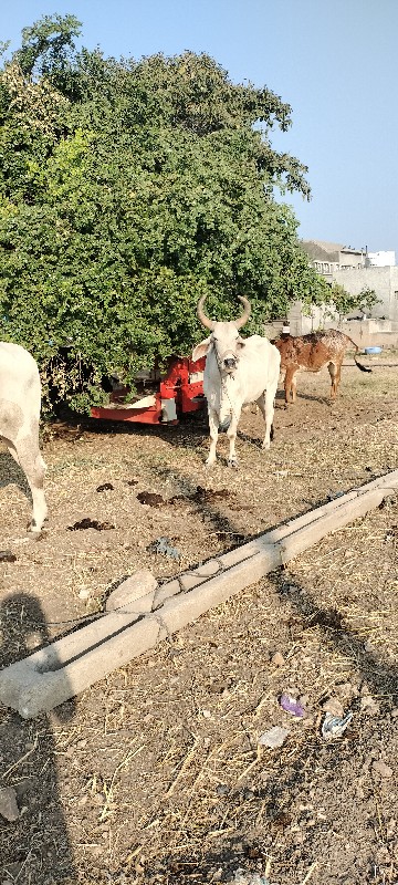 બળદ વેચવાના છે