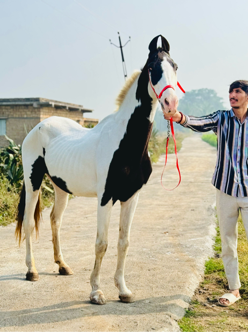 સાટા પન કરવા ના...