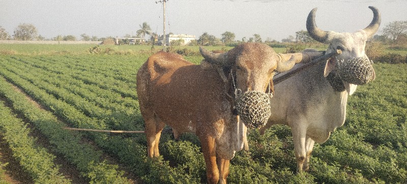 બળદ વેચવાના છે