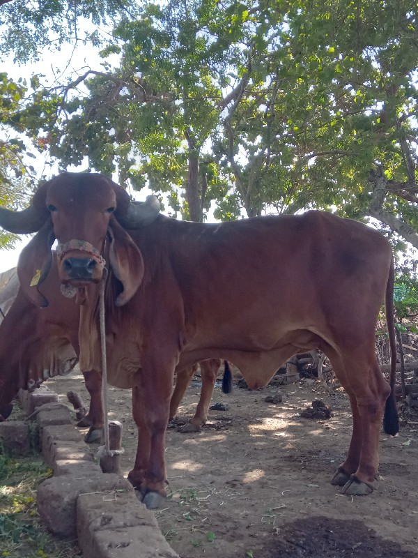 આ ગાય વેચવાની છ...