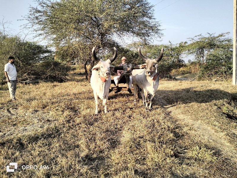 ગોઢલા વેચવાના છ...