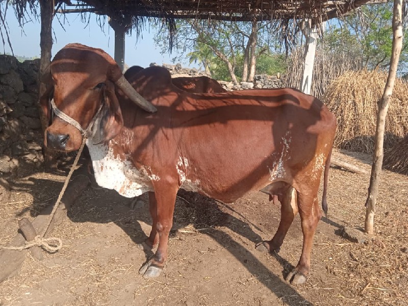 કાબરી ગીર ગાય