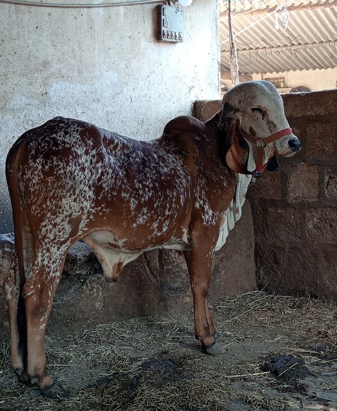 ગીર ખુંટ વેચવાન...