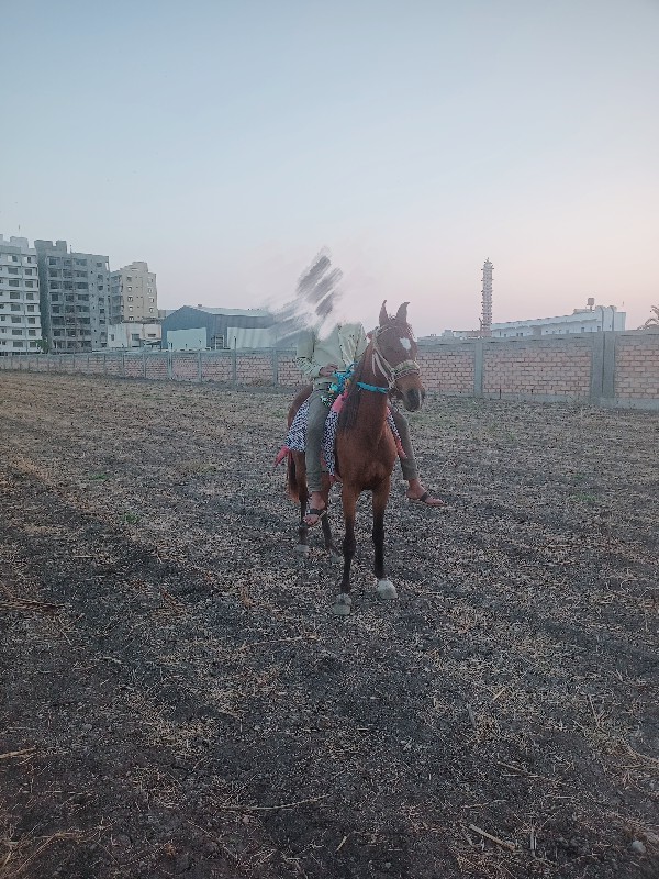 આઘોડીના સાટાકરવ...