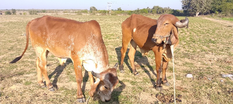 ગોધલા