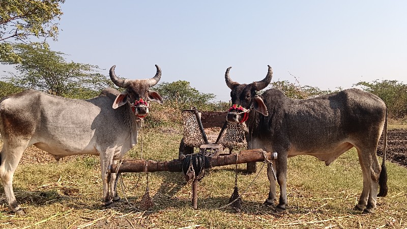 1 વાવણી વાવેલા