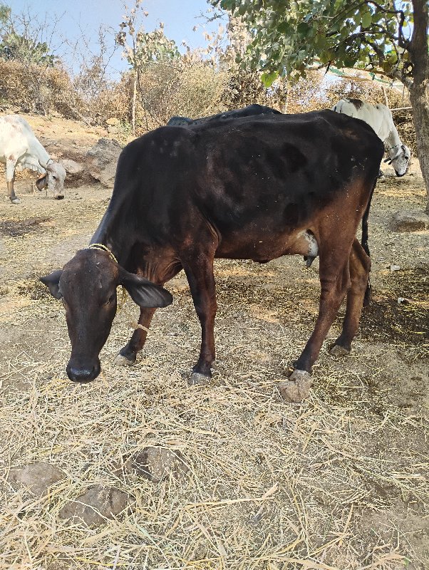 જર્સી વેચવાની છ...