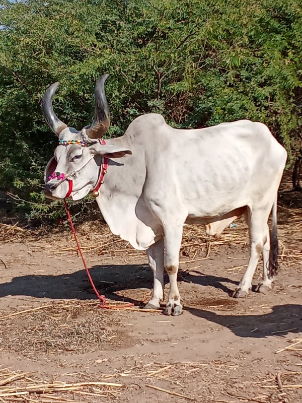 ફૂલ પાણીયારો મા...