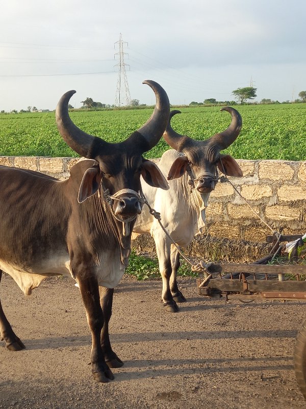 કેટલા વેચવાના છ...