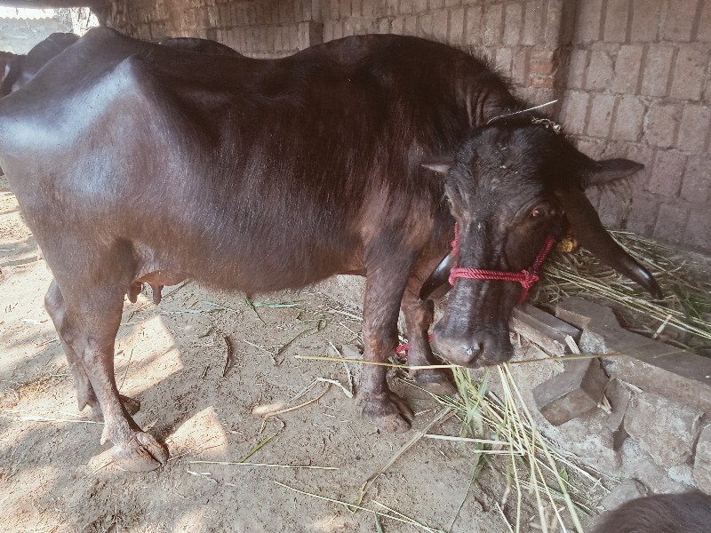 ભેંસ.વેચવાની.સે