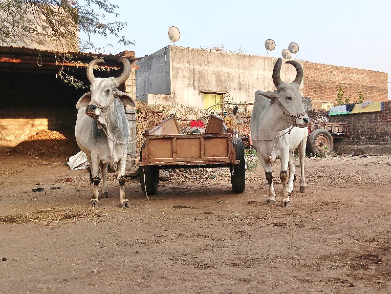 ગામ કોટડા સાંગા...