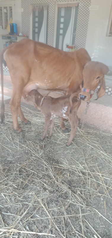 ગાય વેસવાની સે