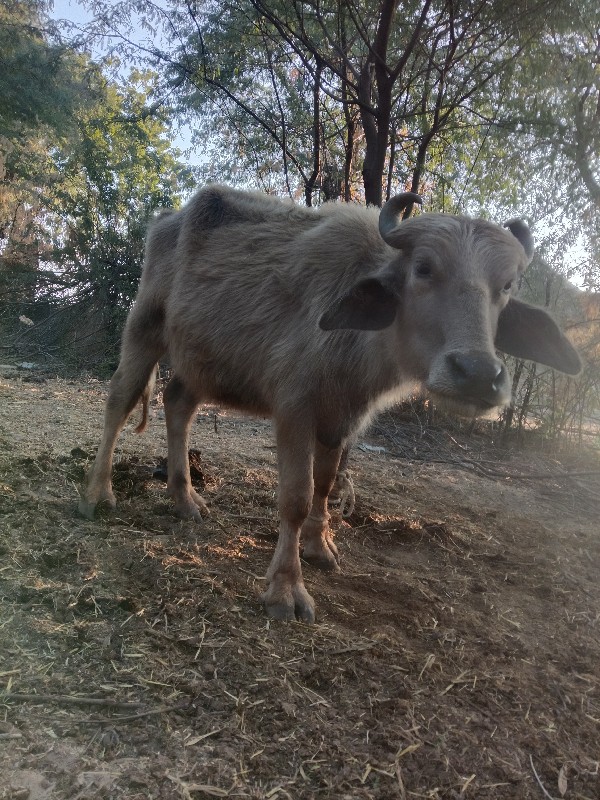 બની વસ્લની પાદિ...