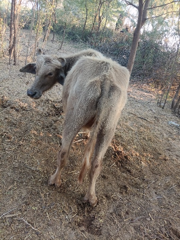 બની વસ્લની પાદિ...