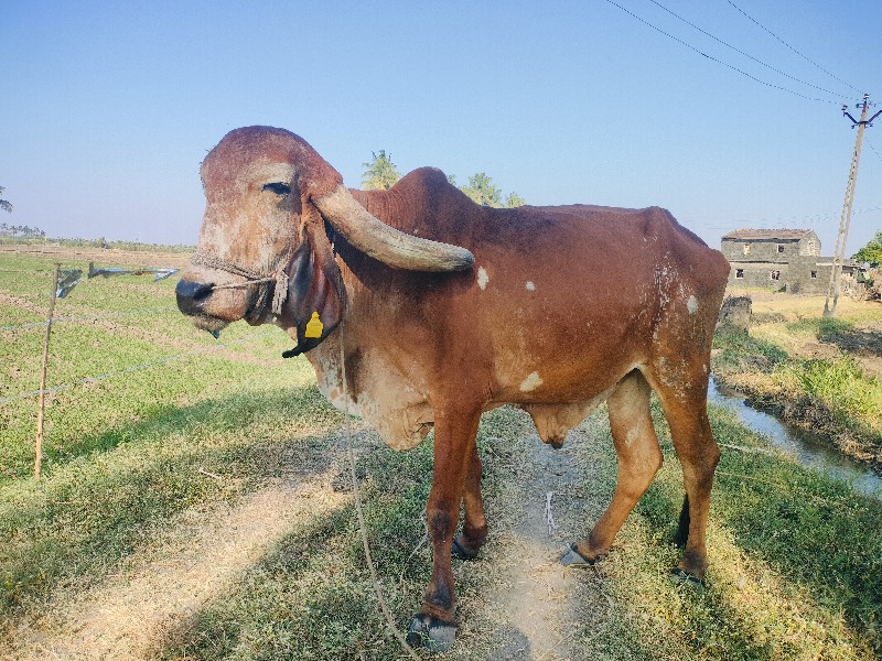 ફૂલ જવાબદારી વા...