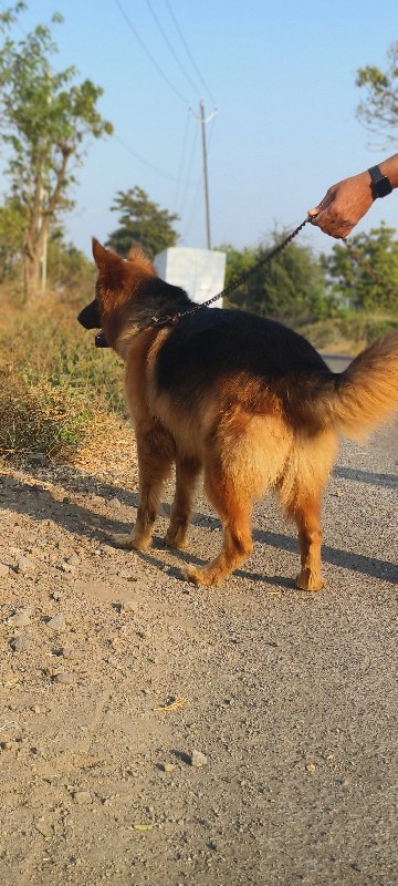 જર્મન શેફર્ડ