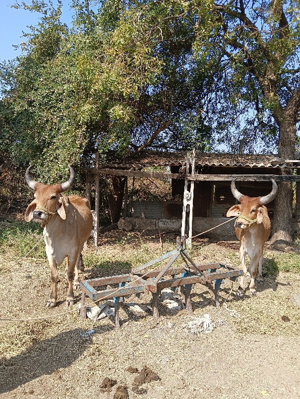 બધી જવાબદારી