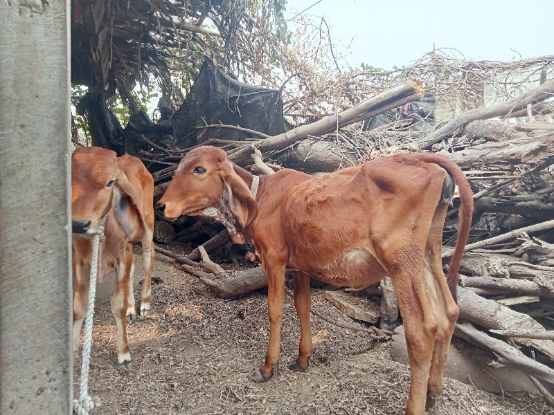 વાસડીયુદેવાનીસે