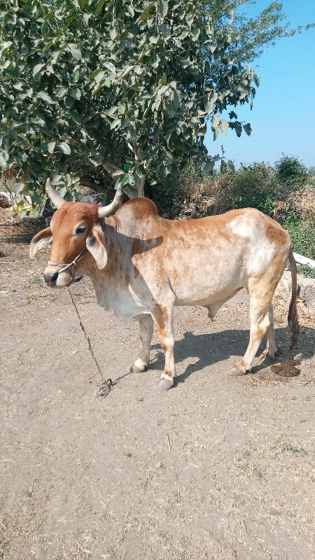 ગોઢલો વેસવાનો છ...