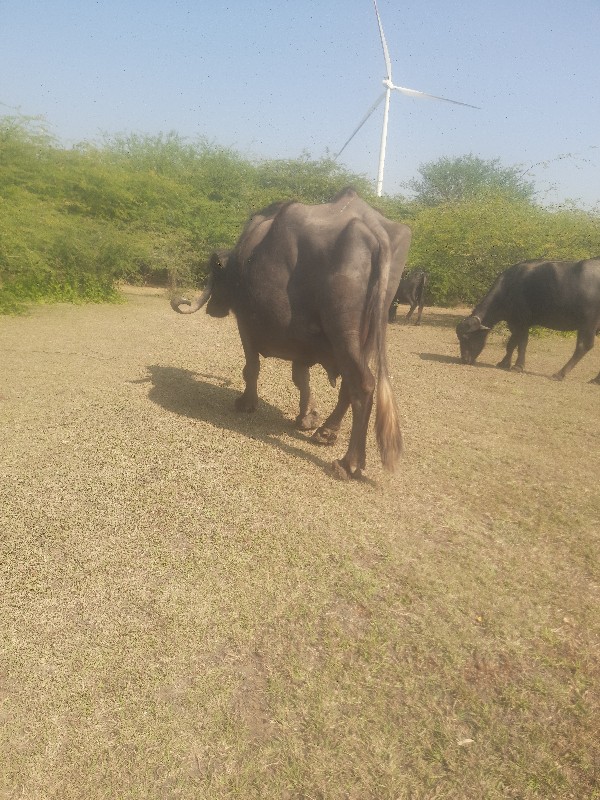 ભેશ વેશવાની વીશ...