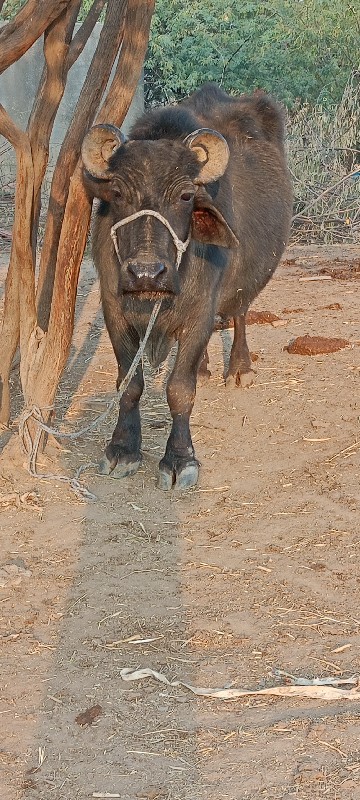 ભેંસ વેચવાની છે