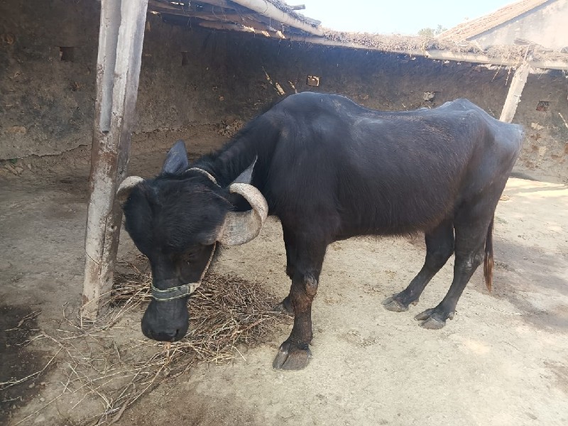 ખડેલી વેચવાની છ...