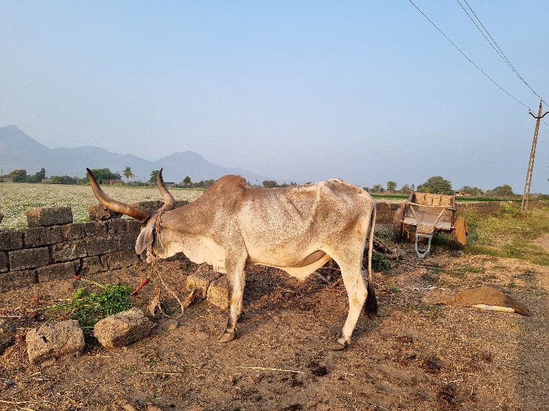 જમાનીયાર બળદ