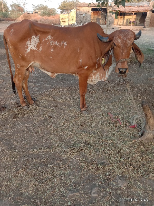 ગાય વેસવાની છે