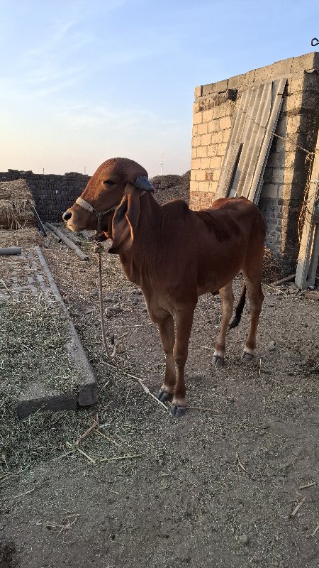 હોડકુ વેસવાનુ છ...