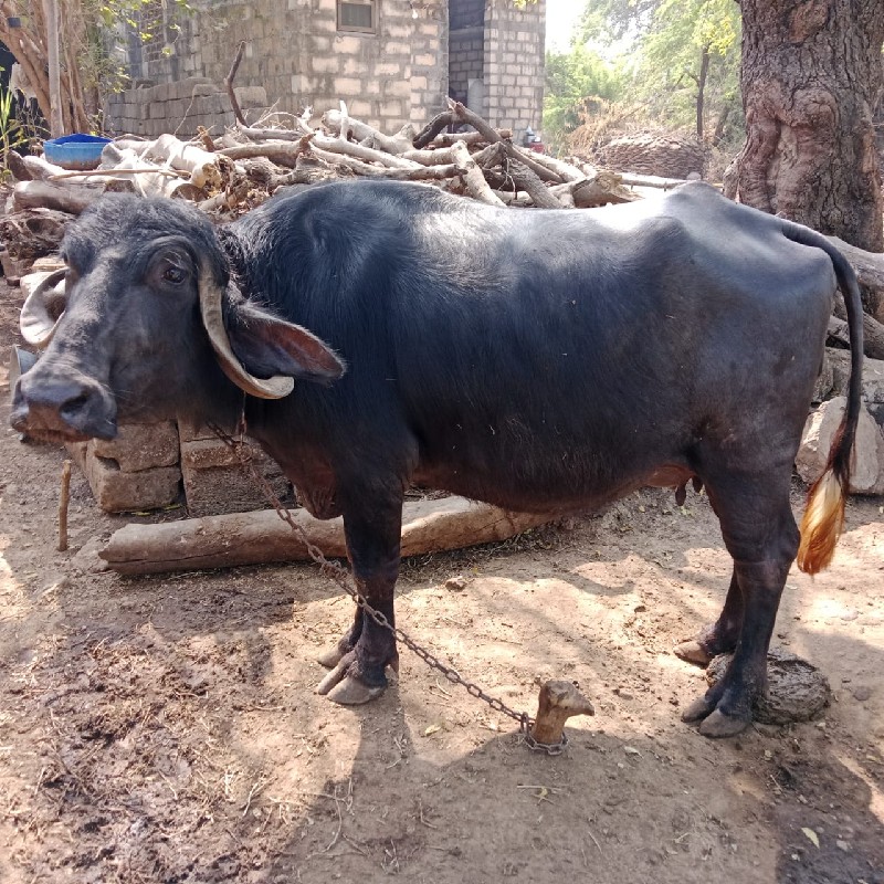 ભેંસ લે વેચ વા...