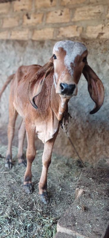 ગીર વાચડી