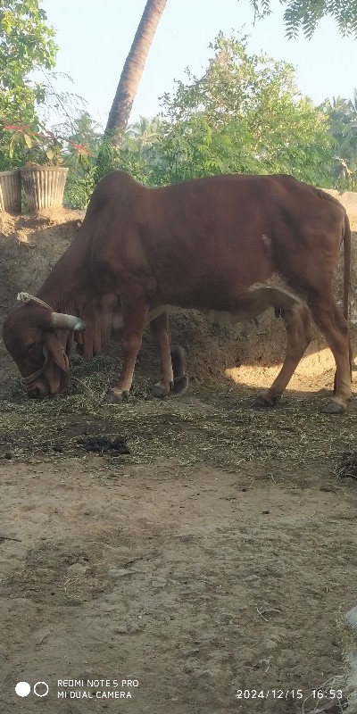 ગીર ગાય વેચવાની...