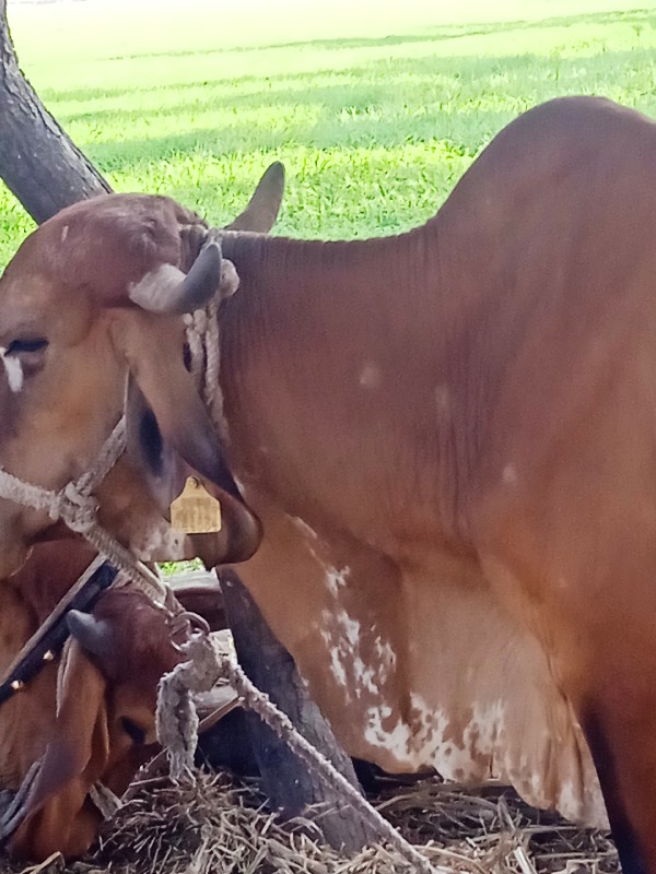 ગીર ગાય બીજું વ...