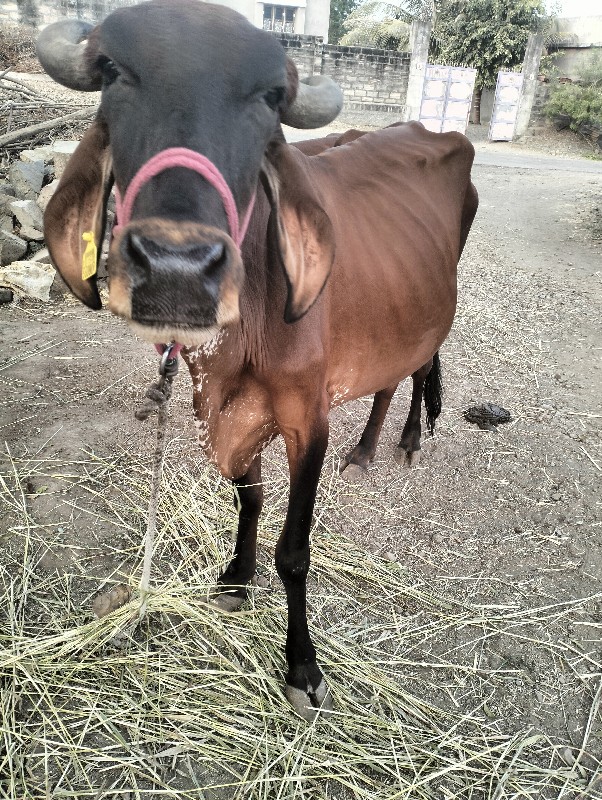 ગાય જર્શી મિક્સ