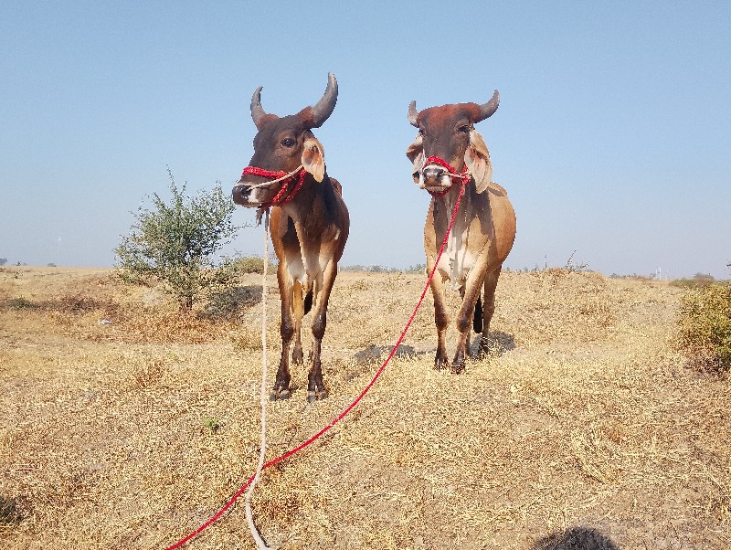 સોજા છે ફુલ જવા...