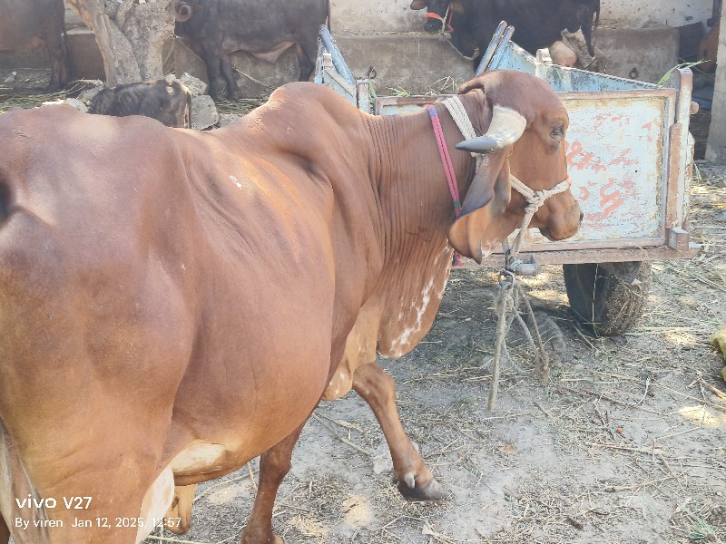 ગિર ગાય વેચવાની...