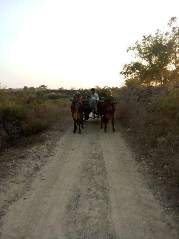 ગોઢલા વેચવાના છ...