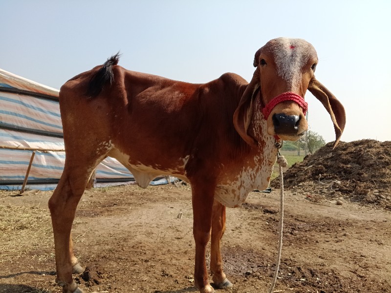 ગીર ગાય વેચવાની...