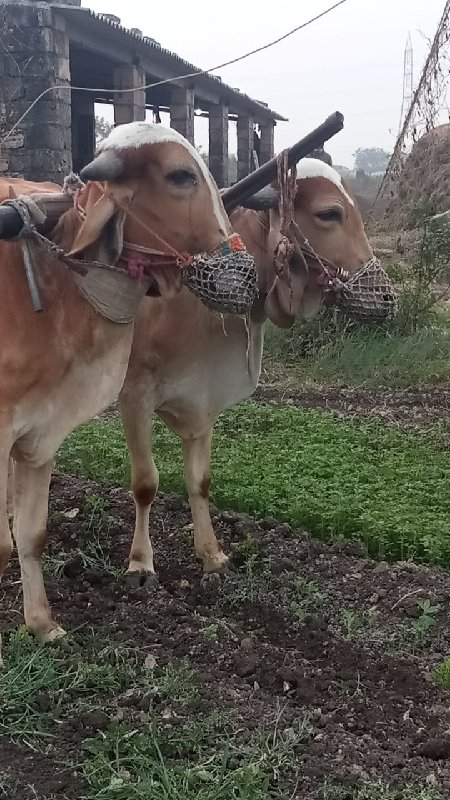 ગોધલા વેસવાનાસે