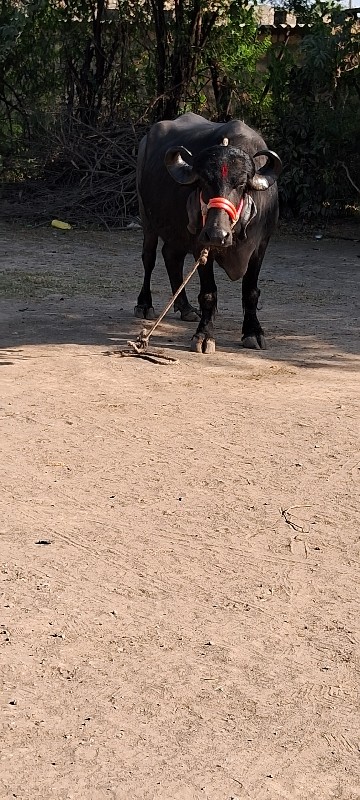 ભેંસ વેચવાની છે...