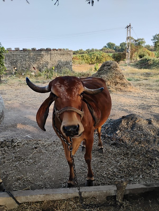 ગાય