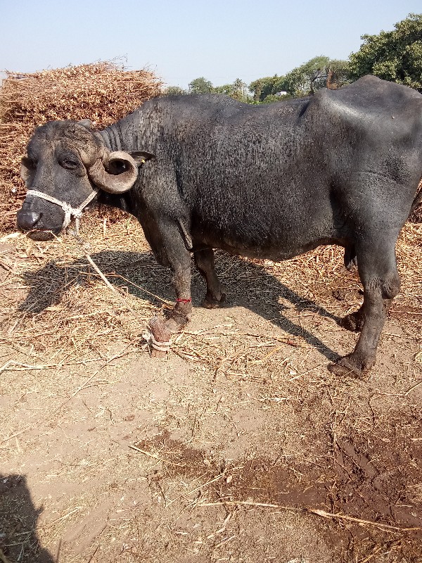 ભેંશ વેચવાની છે