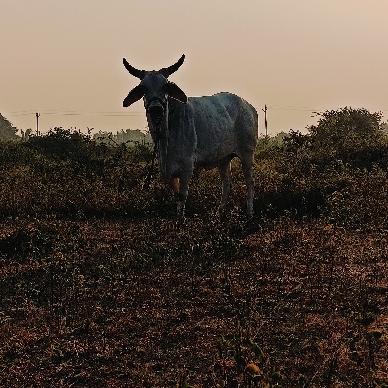 ગાય 2 સેપાસાર સ...